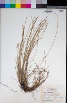 Carex multicaulis image