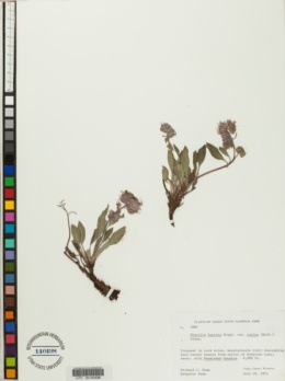 Phacelia hastata var. alpina image