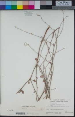 Eriogonum elongatum image
