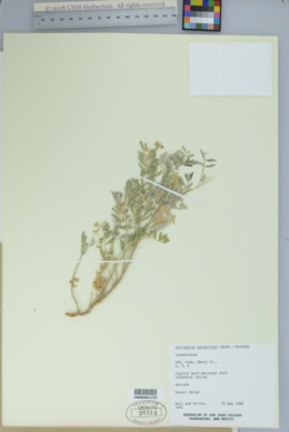 Image of Astragalus pardalinus