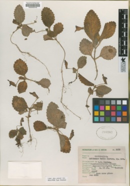 Eucodonia verticillata image