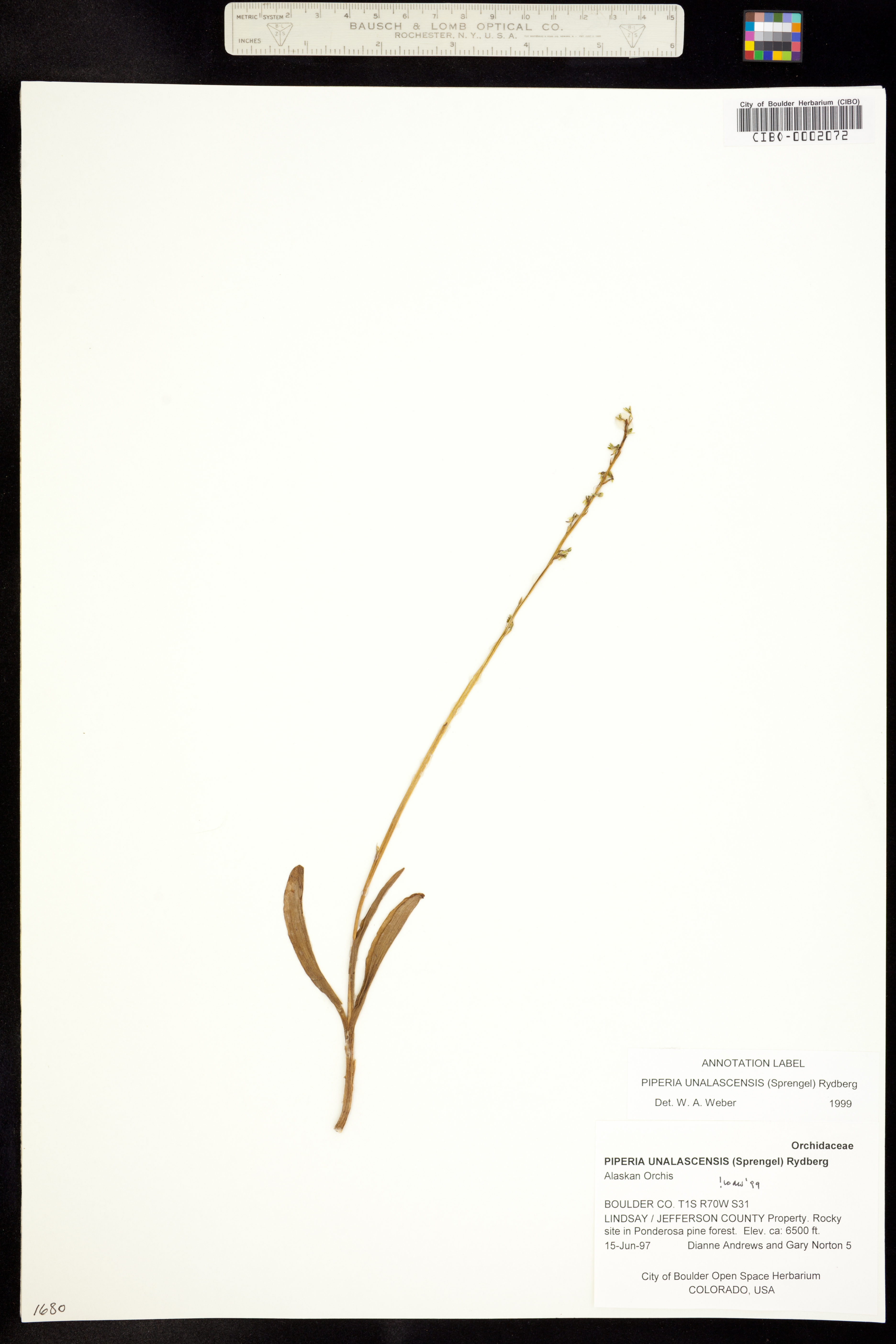 Image of Platanthera unalascensis