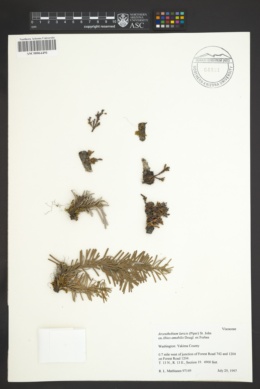 Arceuthobium laricis image