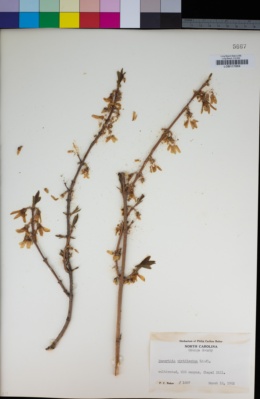 Image of Forsythia viridissima