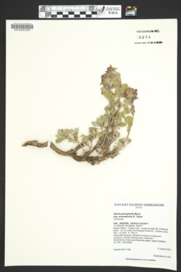 Salvia pachyphylla subsp. eremopictus image