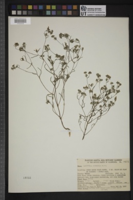 Lagophylla dichotoma image