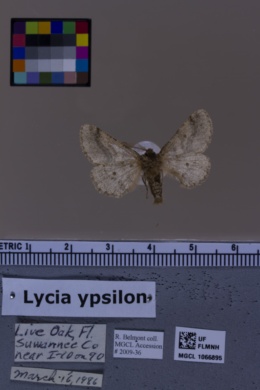 Lycia ypsilon image