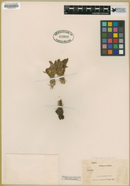 Echinocereus blanckii image