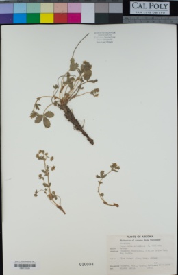 Image of Potentilla albiflora
