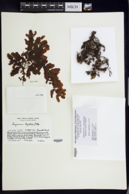 Sargassum hystrix image