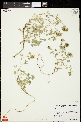Trifolium sylvaticum image
