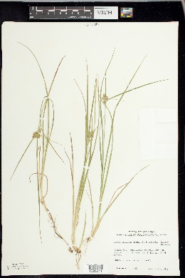 Carex oederi var. oederi image