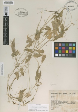 Image of Cyclanthera rostrata