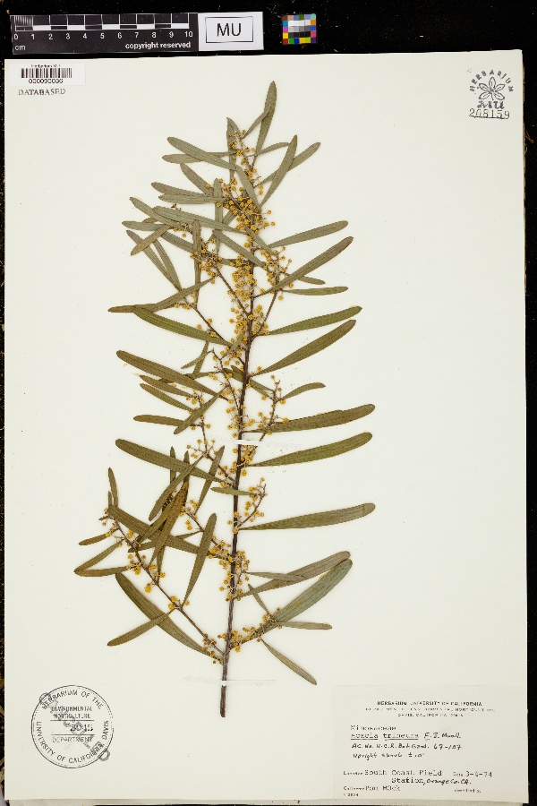 Acacia trineura image