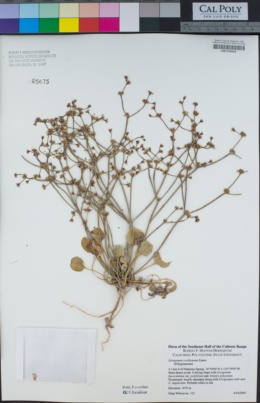 Eriogonum covilleanum image