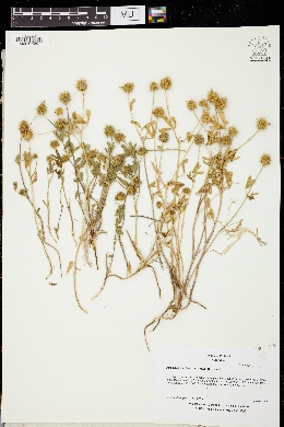 Trifolium leucanthum image