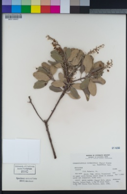 Comarostaphylis diversifolia subsp. diversifolia image