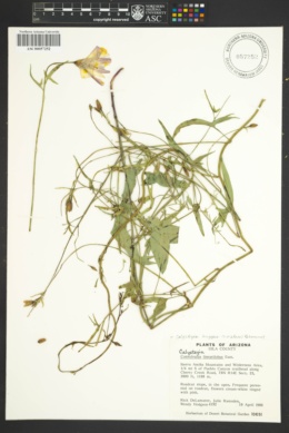 Calystegia longipes image