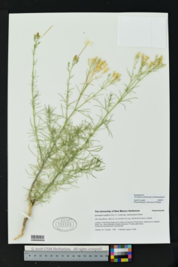 Ipomopsis longiflora subsp. neomexicana image