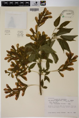 Image of Acer negundo var. violaceum