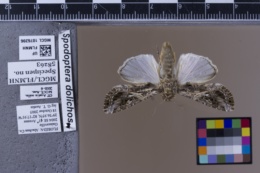 Spodoptera latifascia image