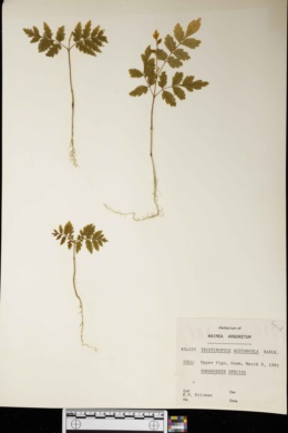 Tristiropsis acutangula image