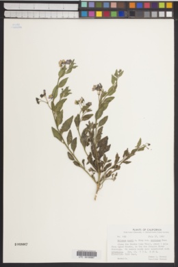 Solanum xanti var. montanum image