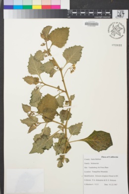Image of Solanum douglasii