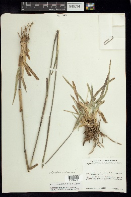 Pennisetum crinitum image