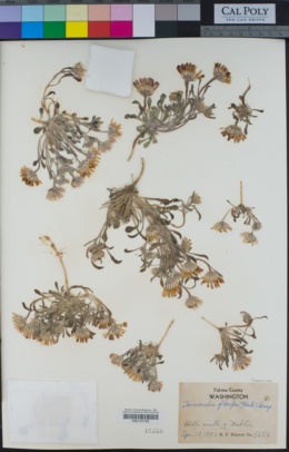 Image of Townsendia florifera