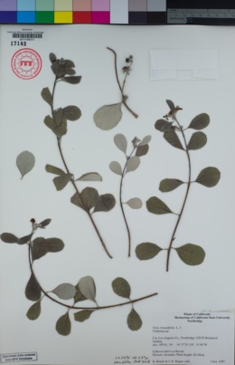 Image of Vitex rotundifolia