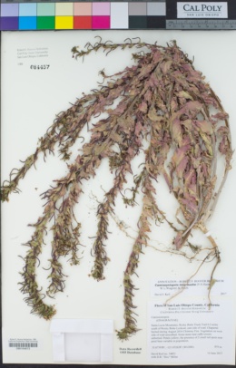 Camissoniopsis intermedia image