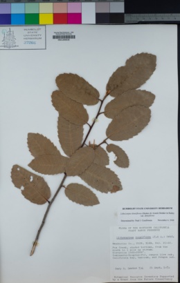 Notholithocarpus densiflorus var. densiflorus image