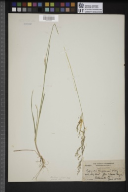 Agrostis oregonensis image