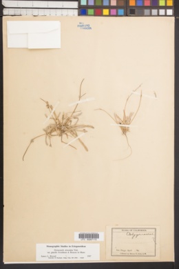 Nemacaulis denudata var. gracilis image