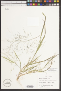 Panicum philadelphicum subsp. philadelphicum image