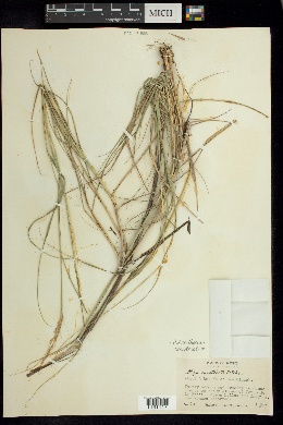 Image of Stipa constricta