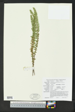 Notholaena aschenborniana image