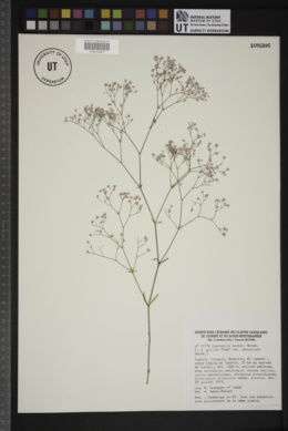 Gypsophila aucheri image