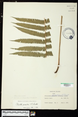 Cyclosorus parasiticus image