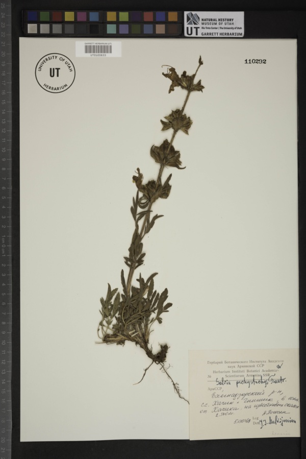 Salvia pachystachya image
