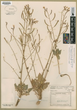 Chylismia scapoidea var. utahensis image