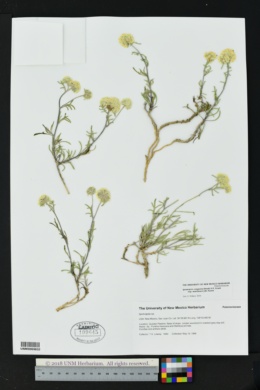 Ipomopsis congesta subsp. matthewii image