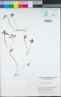 Dicentra pauciflora image