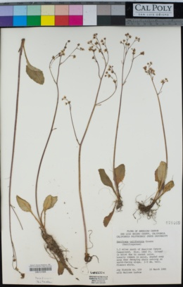 Micranthes bryophora image