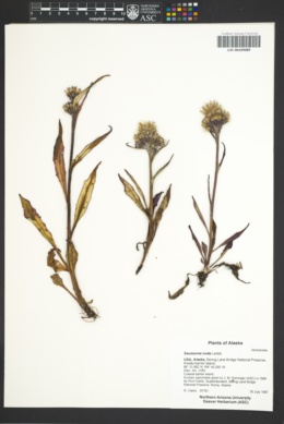 Image of Saussurea nuda