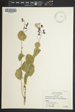 Image of Streptanthus maculatus