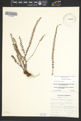 Astrolepis cochisensis subsp. cochisensis image
