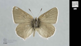 Callophrys sheridanii image