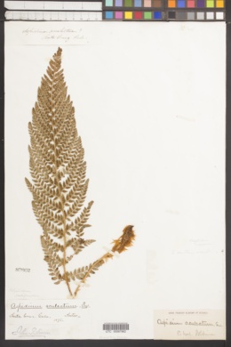 Image of Polystichum californicum